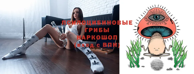 Псилоцибиновые грибы Cubensis  купить закладку  Щёкино 